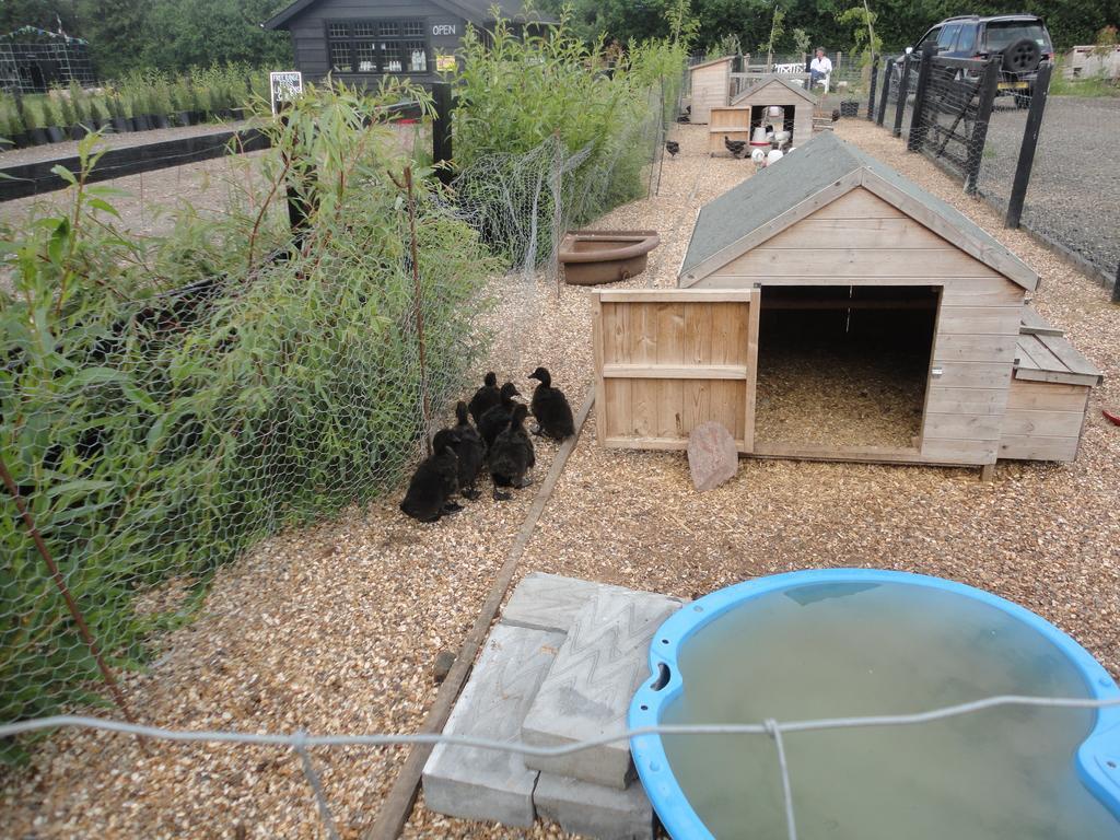 Willow Court Farm Studio East & Petting Farm, 8 Mins To Legoland & Windsor, 15 Mins To Lapland Uk Ngoại thất bức ảnh