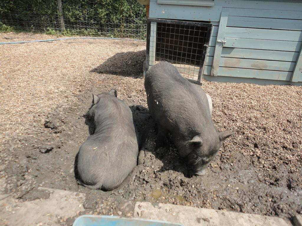 Willow Court Farm Studio East & Petting Farm, 8 Mins To Legoland & Windsor, 15 Mins To Lapland Uk Ngoại thất bức ảnh