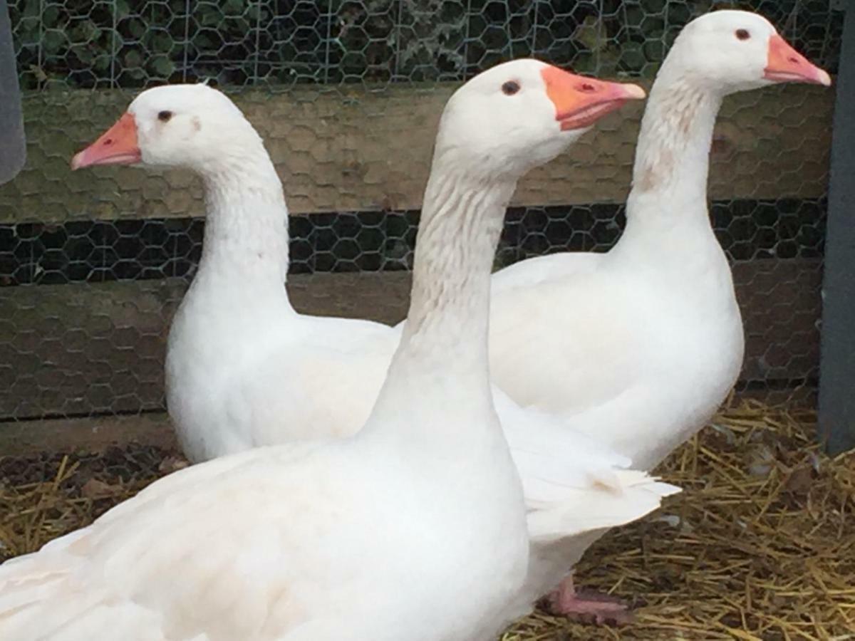 Willow Court Farm Studio East & Petting Farm, 8 Mins To Legoland & Windsor, 15 Mins To Lapland Uk Ngoại thất bức ảnh