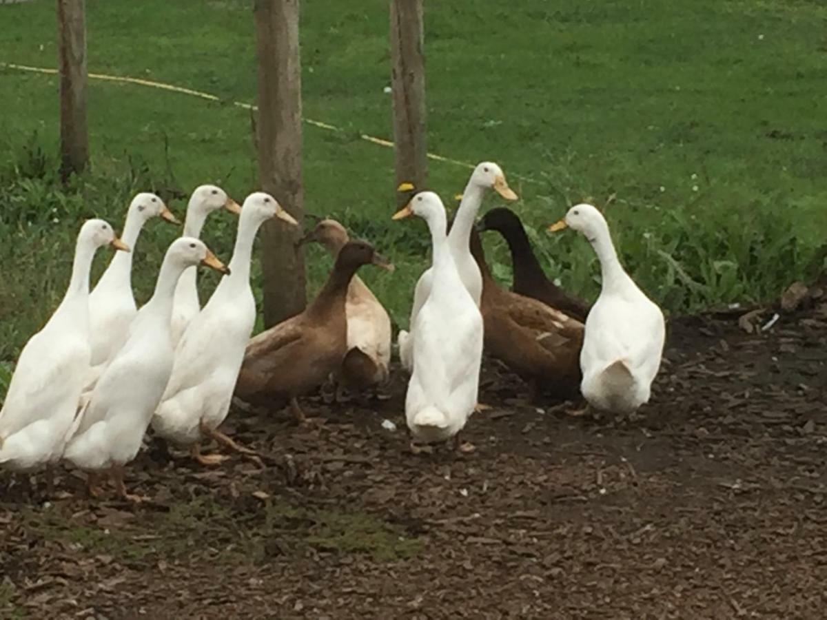 Willow Court Farm Studio East & Petting Farm, 8 Mins To Legoland & Windsor, 15 Mins To Lapland Uk Ngoại thất bức ảnh