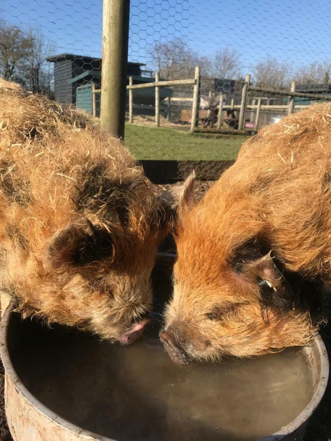 Willow Court Farm Studio East & Petting Farm, 8 Mins To Legoland & Windsor, 15 Mins To Lapland Uk Ngoại thất bức ảnh