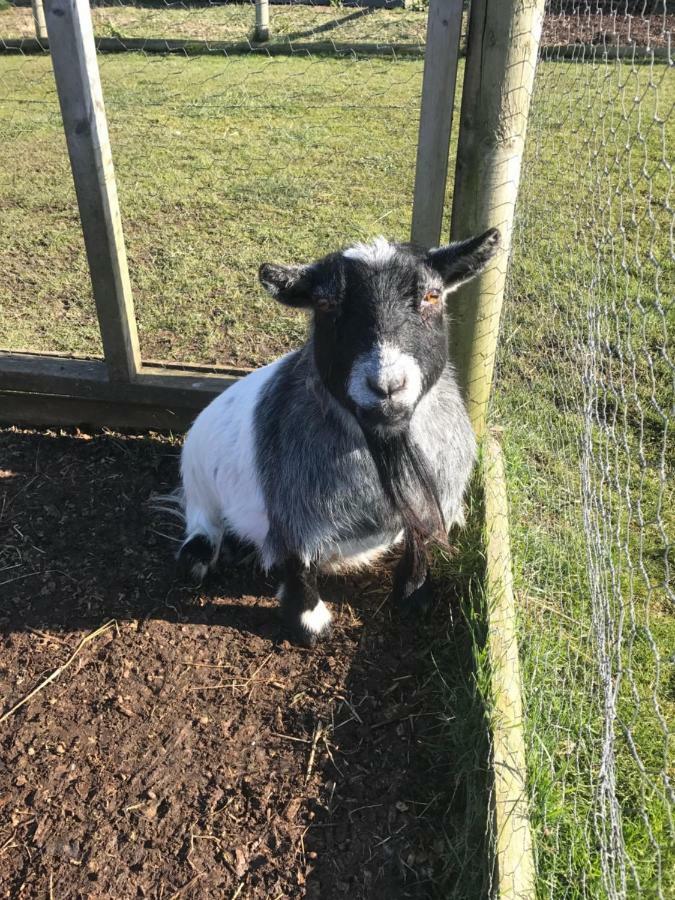Willow Court Farm Studio East & Petting Farm, 8 Mins To Legoland & Windsor, 15 Mins To Lapland Uk Ngoại thất bức ảnh