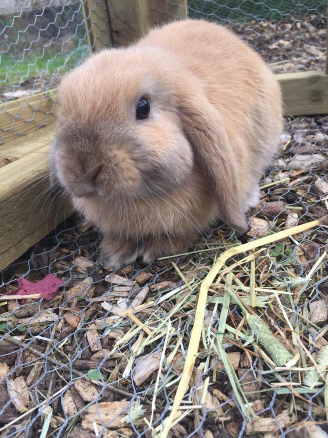 Willow Court Farm Studio East & Petting Farm, 8 Mins To Legoland & Windsor, 15 Mins To Lapland Uk Ngoại thất bức ảnh